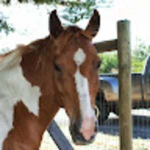 Meet your Posher, Leslie